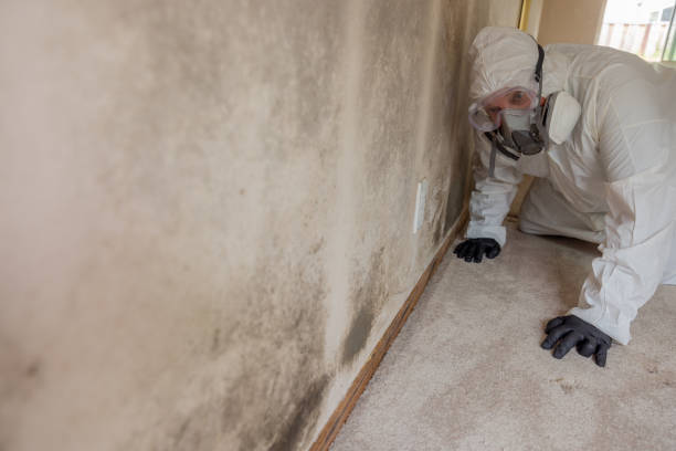 Best Environmental Consulting for Mold Prevention in USA